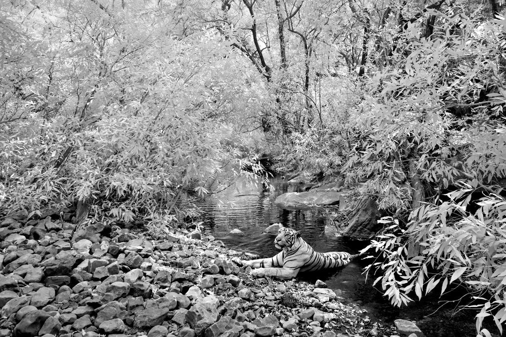 Detail of Tiger in infra red by @wildmanrouse