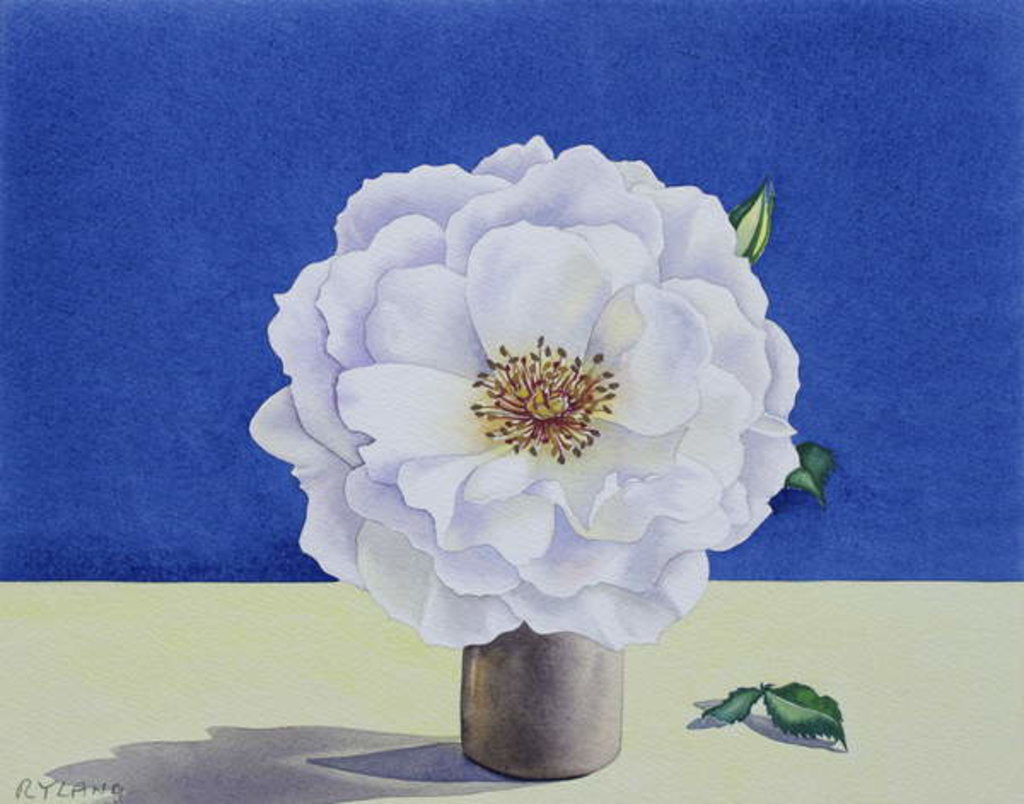 Detail of White Rose, 2018 by Christopher Ryland