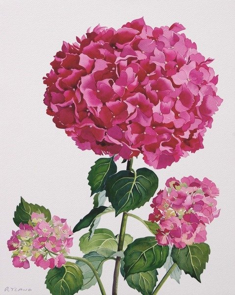 Detail of Hydrangea by Christopher Ryland