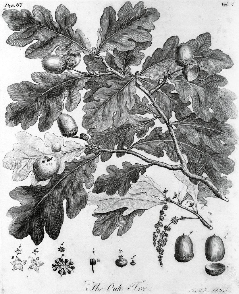 Detail of Oak Leaves with Acorns by Anonymous