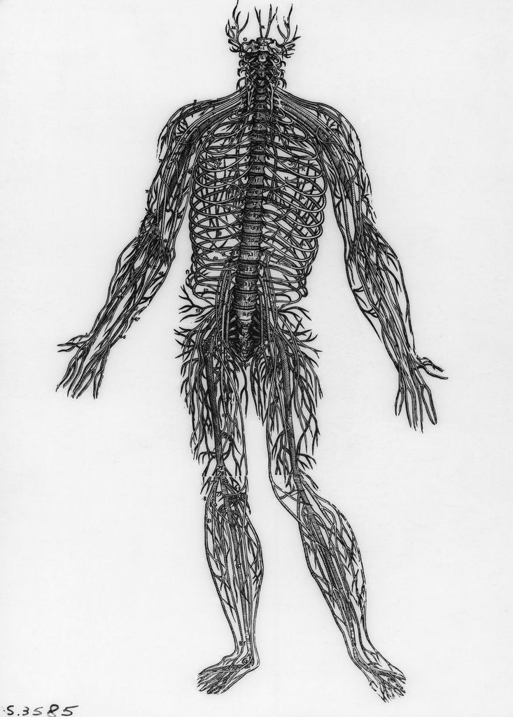 Detail of Nervous System by Anonymous