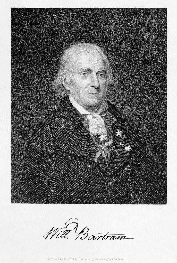 Detail of Portrait of Naturalist William Bartram by Anonymous