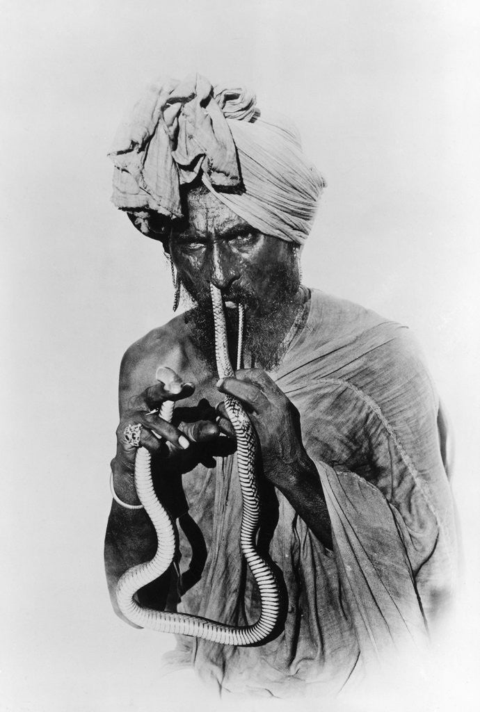 Detail of Indian Snake Charmer with Reptile up His Nose by Corbis