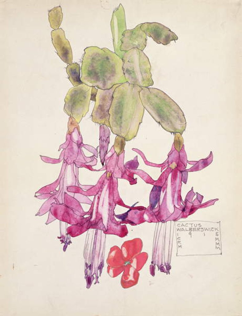 Detail of Cactus Walberswick by Charles Rennie Mackintosh
