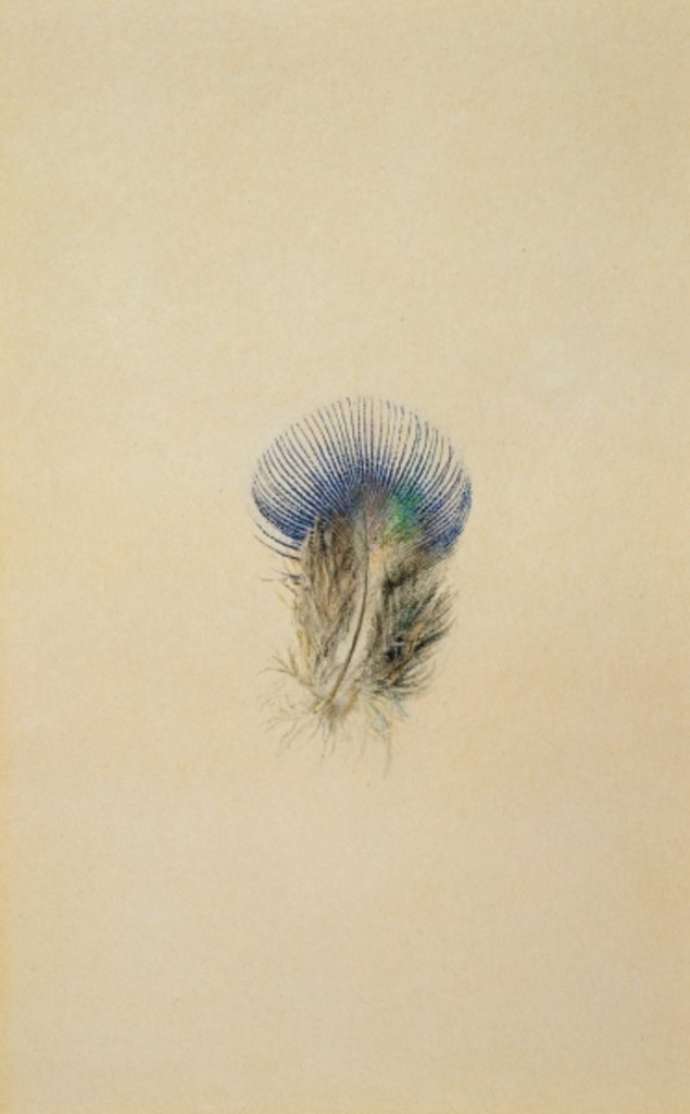 Detail of Study of a Peacock Feather, 1873 by John Ruskin