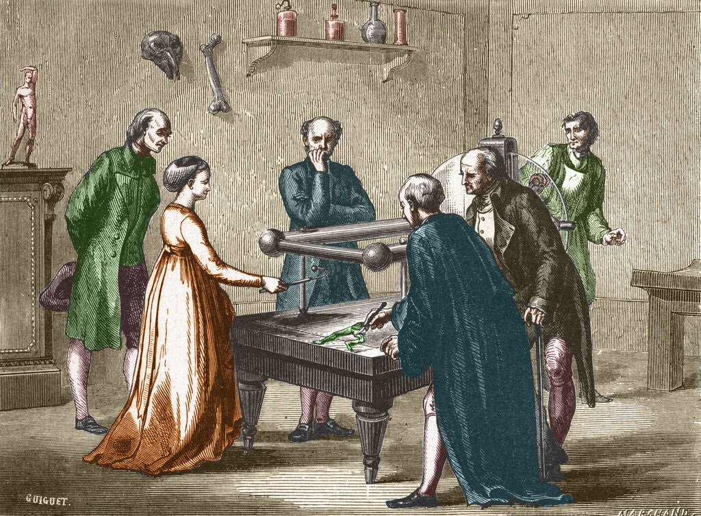 Detail of Scientific Experiments with Frogs by Anonymous