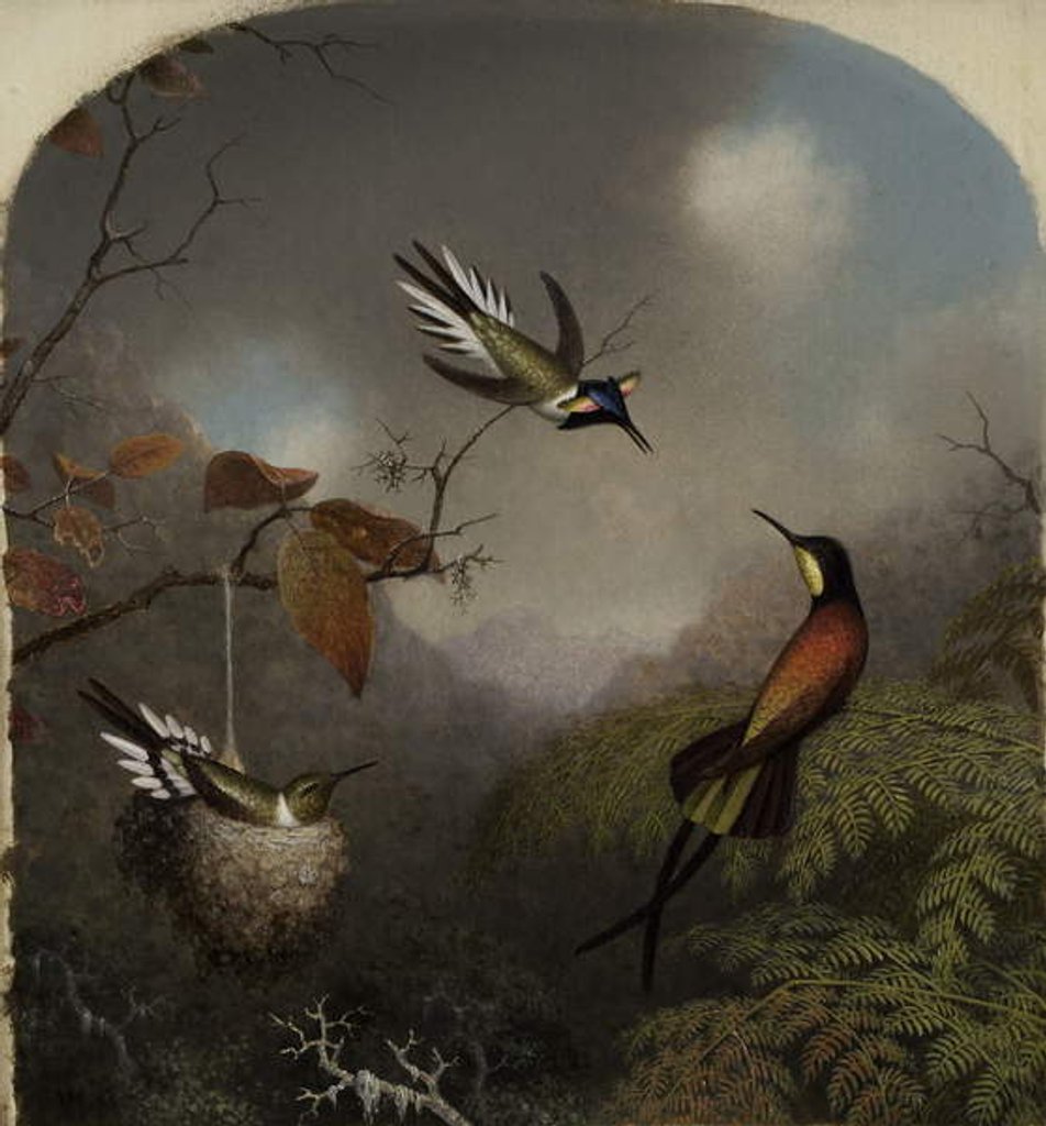 Detail of Hummingbirds: Two 'Sungems' and a 'Crimson Topaz', 1866 by Martin Johnson Heade
