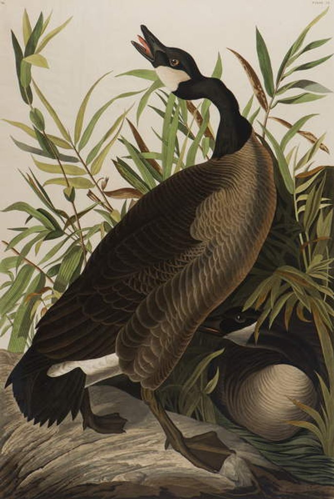 Detail of Canada Goose, 1827-1838 by John James Audubon