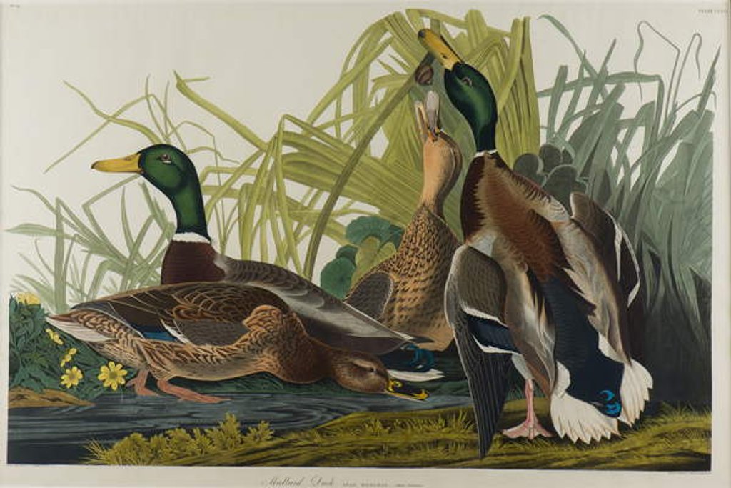 Detail of Mallard Duck, 1834 by John James Audubon