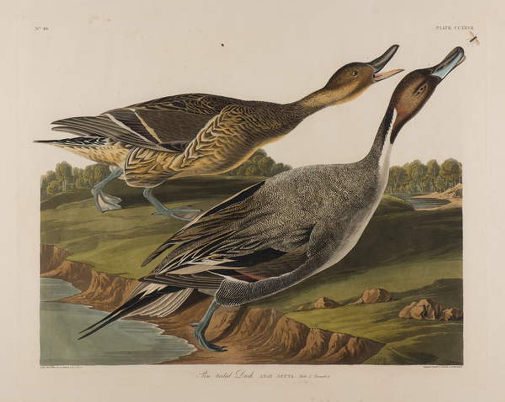 Detail of Pin Tailed Duck, 1834 by John James Audubon