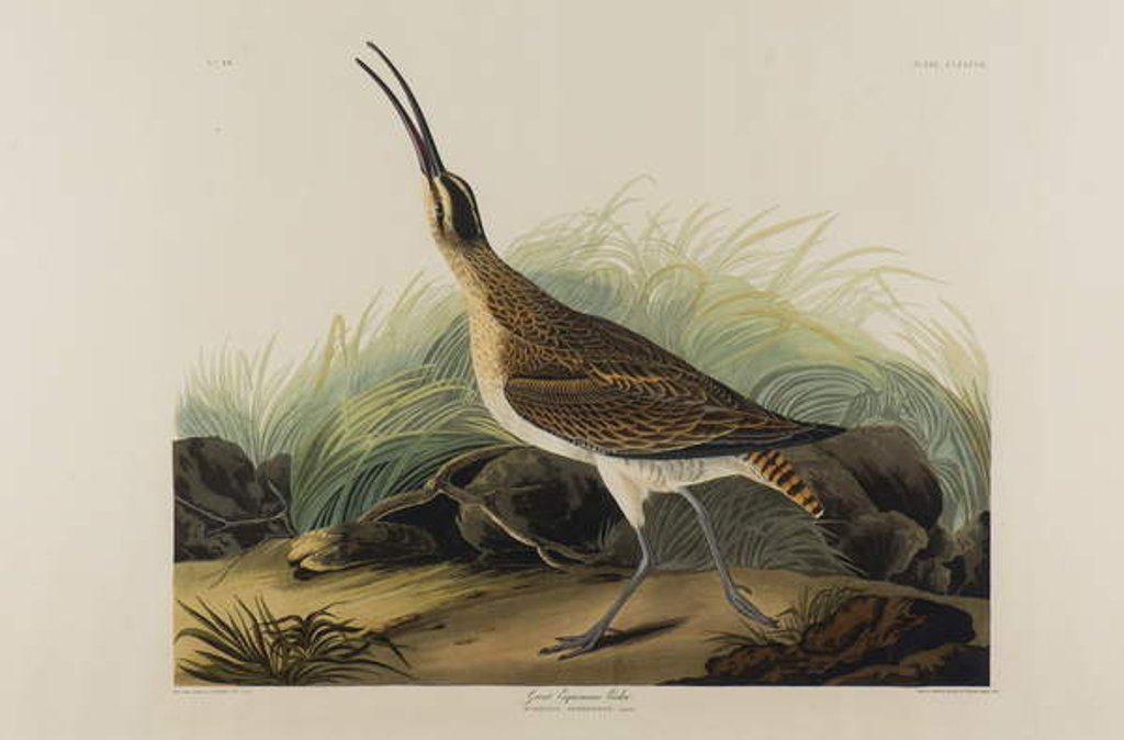 Detail of Great Esquimaux Curlew, 1835 by John James Audubon