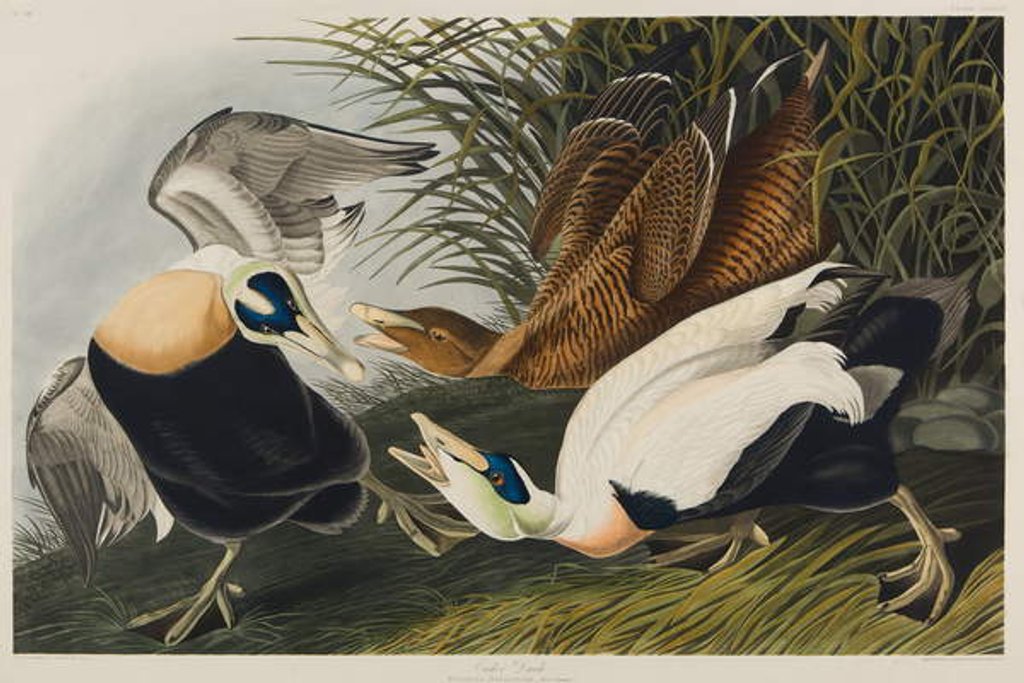 Detail of Eider Duck, 1835 by John James Audubon