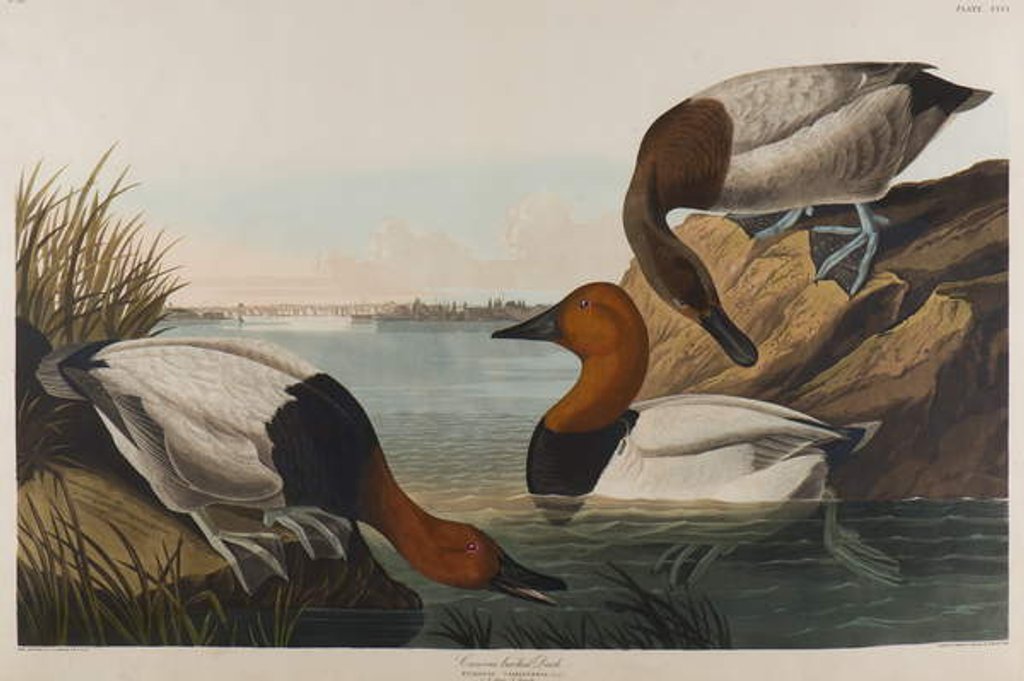 Detail of Canvas Backed Duck, 1836 by John James Audubon