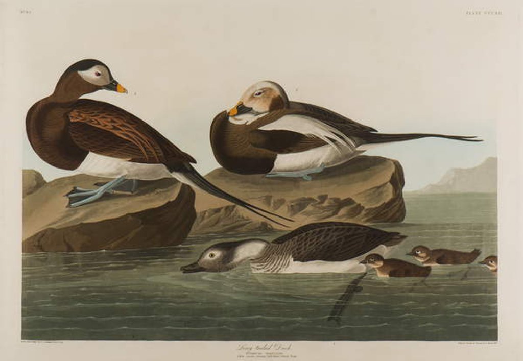 Detail of Long-Tailed Duck, 1836 by John James Audubon
