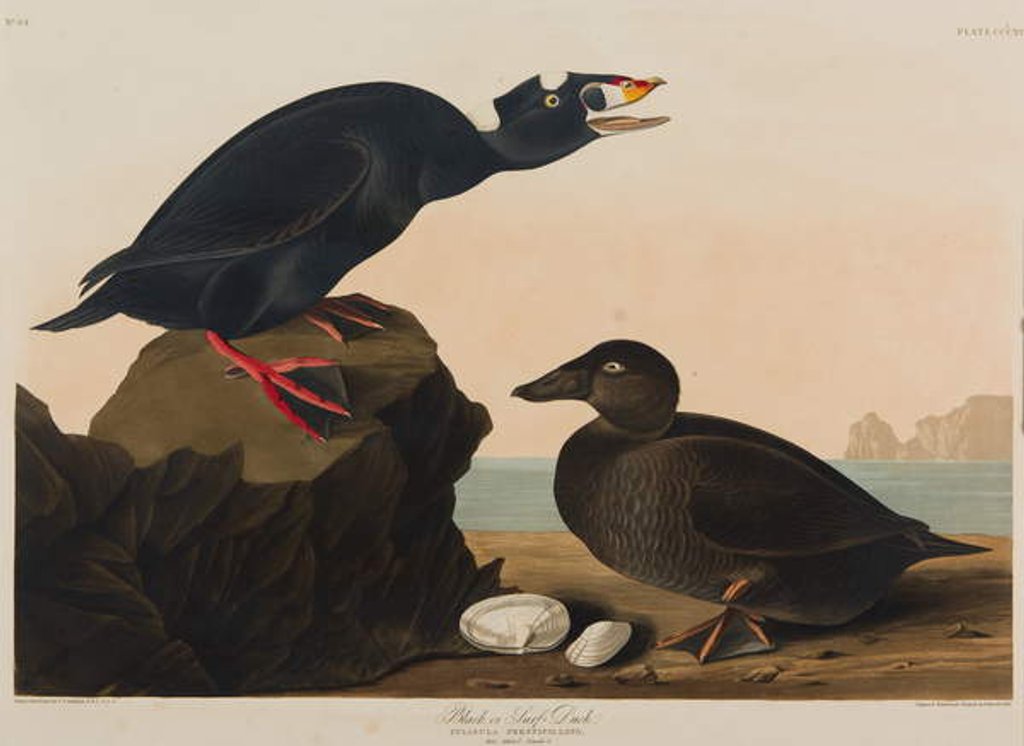 Detail of Black or Surf Duck, 1836 by John James Audubon