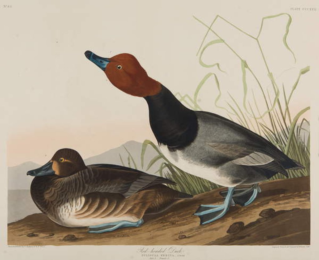 Detail of Red-Headed Duck, 1836 by John James Audubon