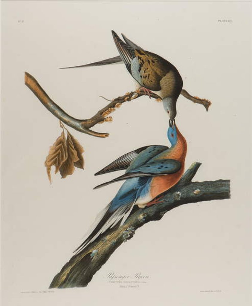Detail of Passenger Pigeon, 1827-1838 by John James Audubon