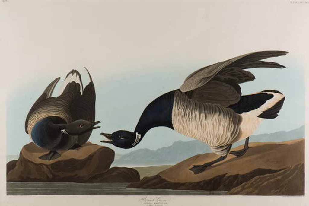 Detail of Brant Goose, 1837 by John James Audubon