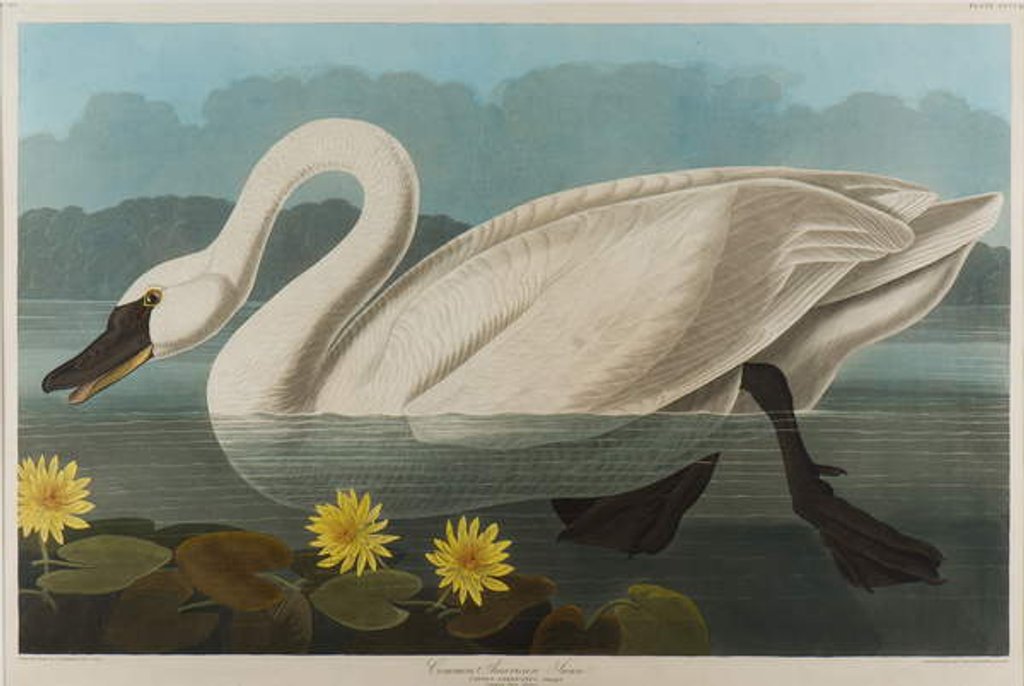 Detail of Common American Swan, 1838 by John James Audubon