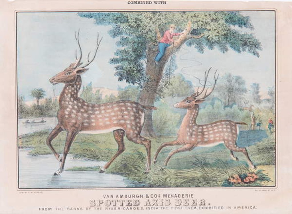 Detail of Spotted Axis Deer by T. W. Strong