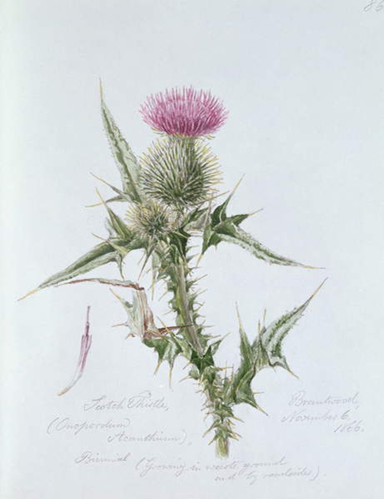 Detail of Scotch Thistle, painted at Brantwood, 6th November 1866 by William James Linton