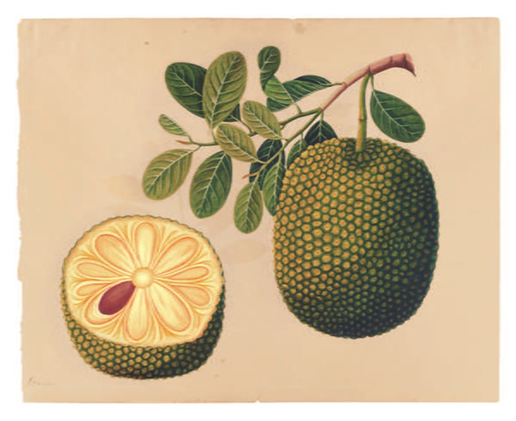 Detail of Durian Fruit and Foliage, c.1815 by Indian School