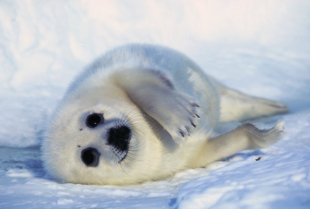 Detail of Harp Seal Pup on its Side by Anonymous