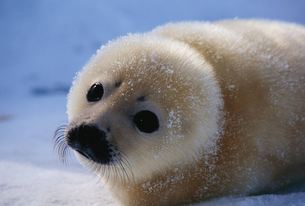 Detail of Harp Seal Pup by Corbis
