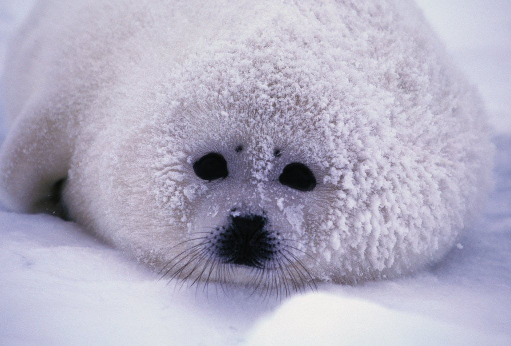 Detail of Harp Seal Pup with Snow on Fur by Corbis
