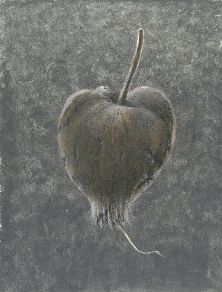 Detail of Barringtonia Acutangula by Lincoln Seligman