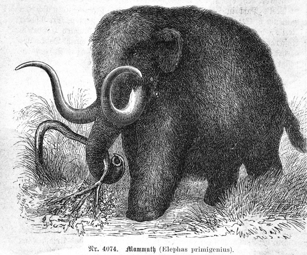 Detail of Mammoth by Corbis