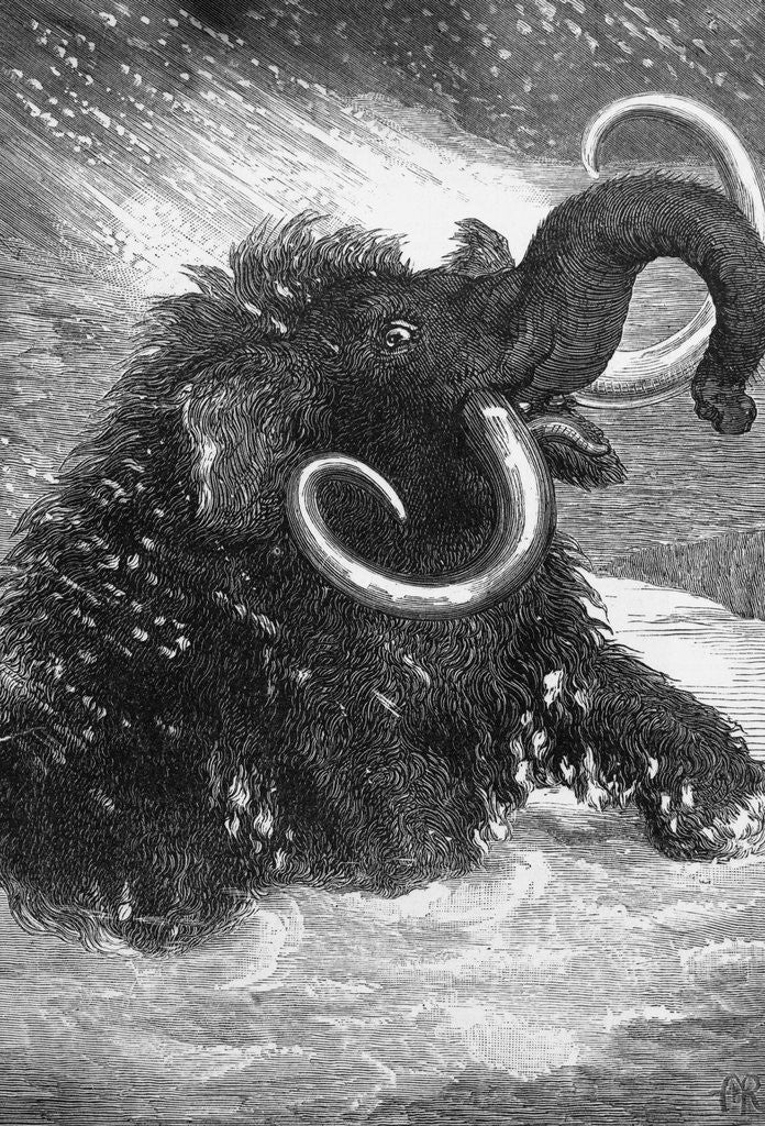 Detail of Mammoth by Corbis
