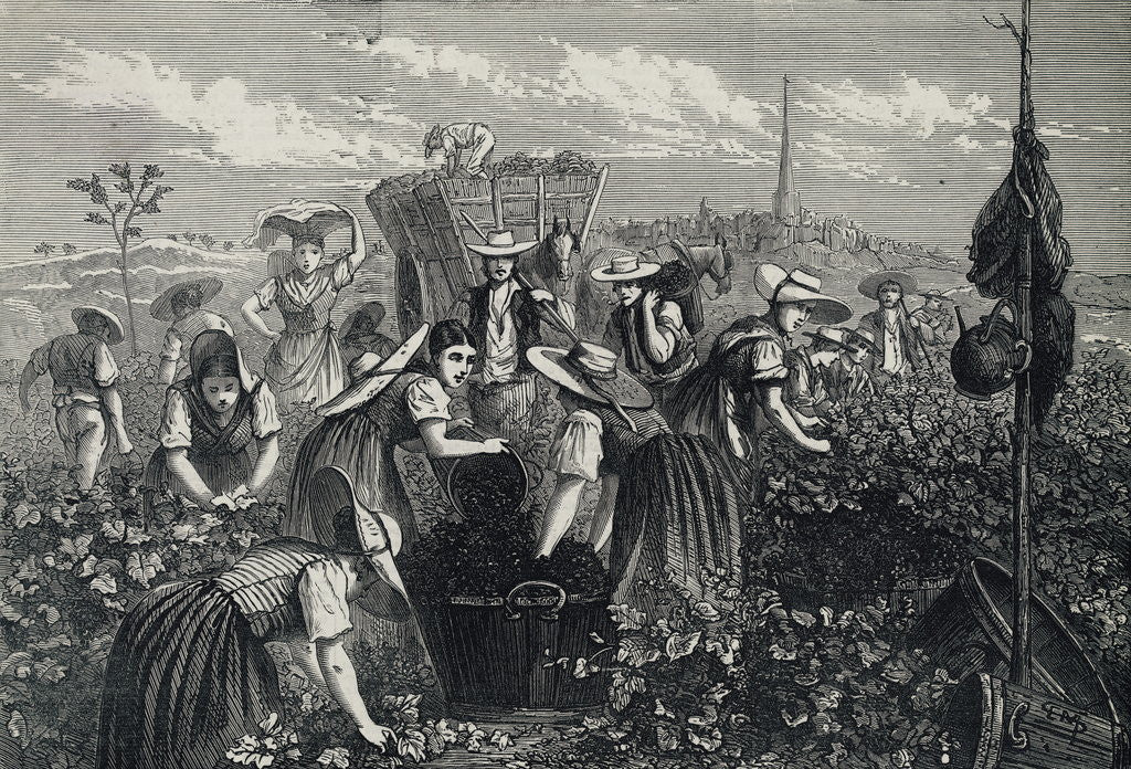 Detail of Engraving Depicting Grape Harvest by Anonymous