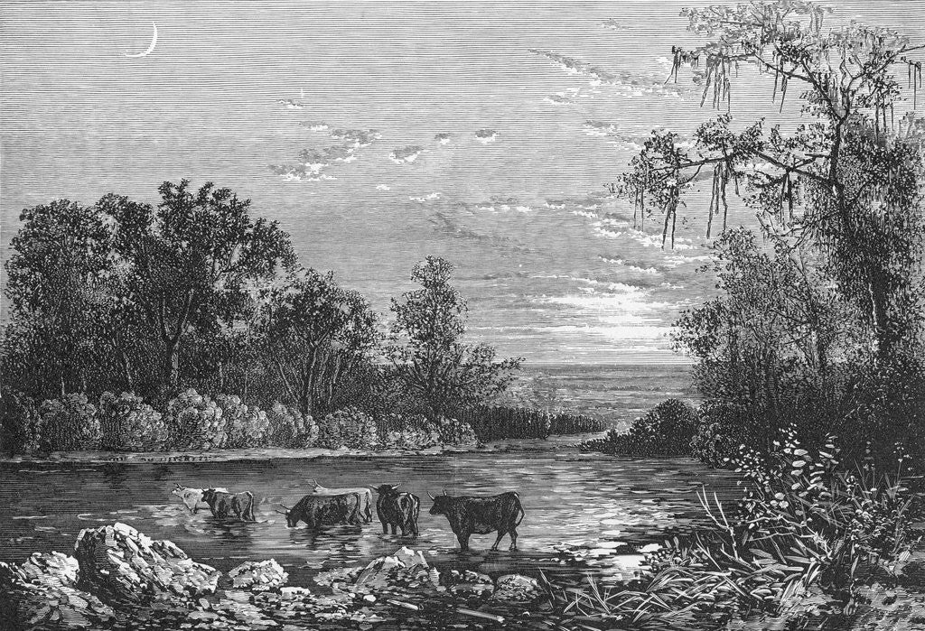 Detail of Cattle in Stream by Corbis