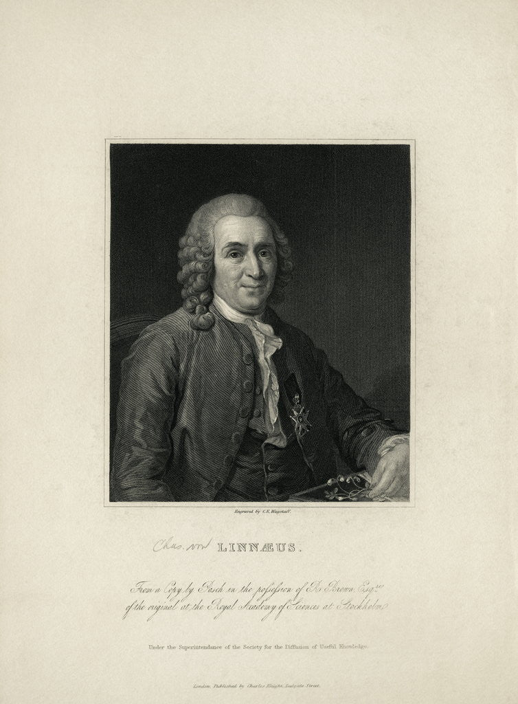 Detail of Portrait of Carl Von Linne by Corbis