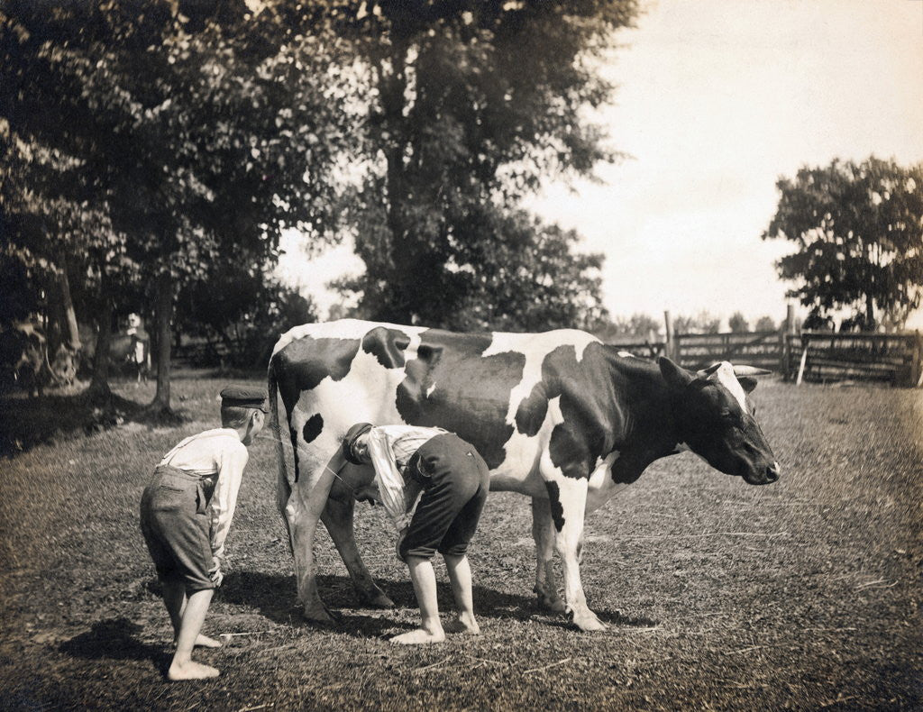 Detail of Boy Squirting Cow's Milk by Anonymous