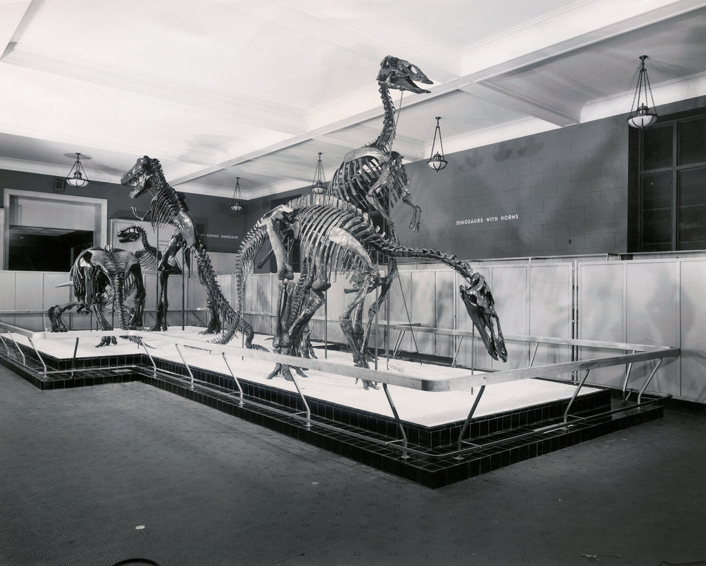 Detail of View of Tyrannosaur Skeletons in Museum by Anonymous