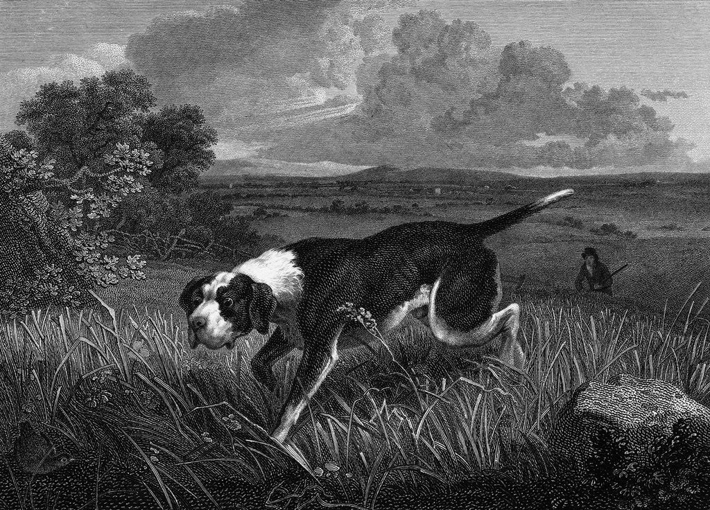 Detail of Engraving of Spanish Pointer Dog Hunting by Anonymous