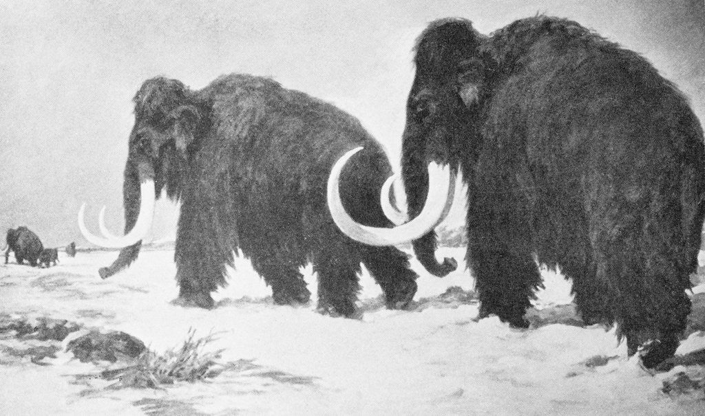 Detail of Wooly Mammoths Trudging in Snow by Anonymous