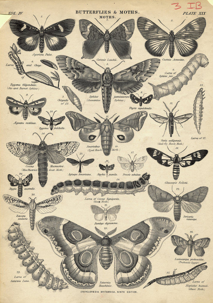 Detail of Illustration of Butterflies and Moths by Anonymous