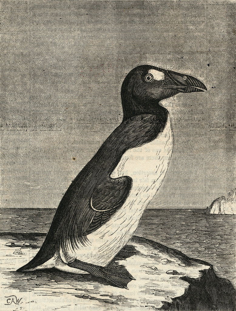 Detail of Engraving of Great Auk by Corbis