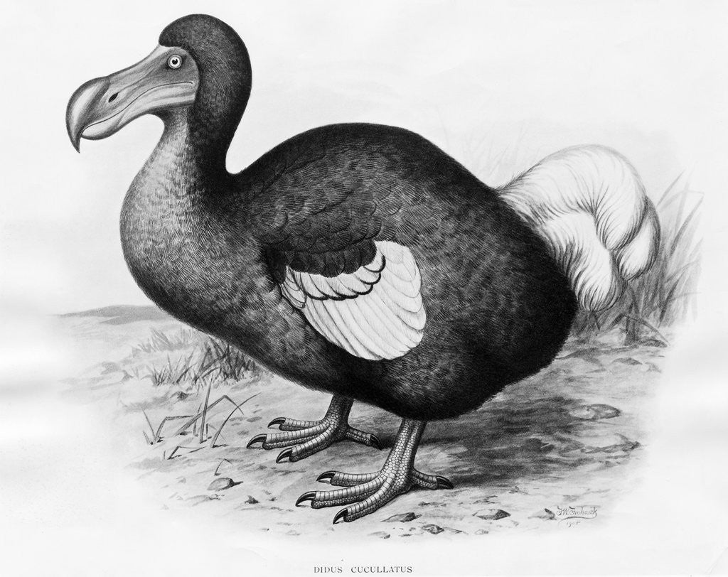 Detail of Didus Cucullatus by Fredrick William Frohawk
