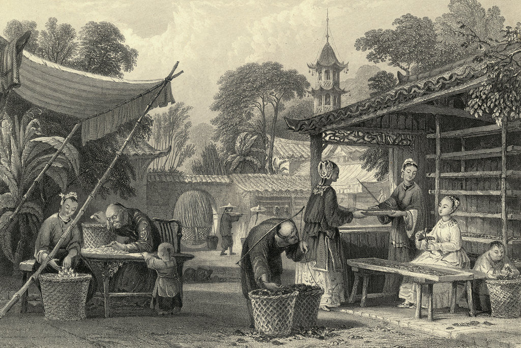 Detail of Feeding Silkworms and Sorting Cocoons by Anonymous