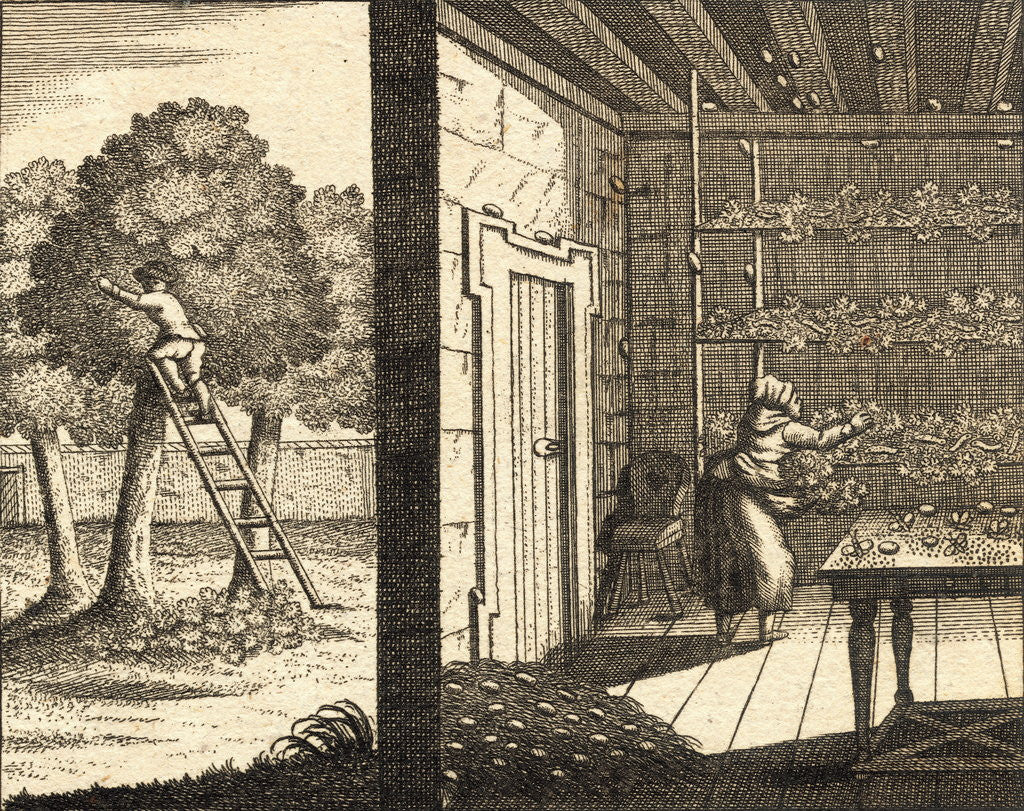 Detail of Silk Worm Cocoons Being Stored by Anonymous
