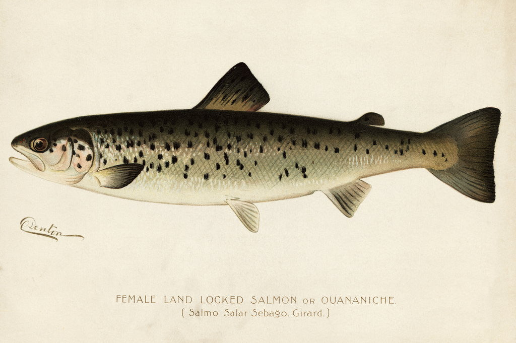 Detail of Illustration of a Female Land Locked Salmon by Anonymous