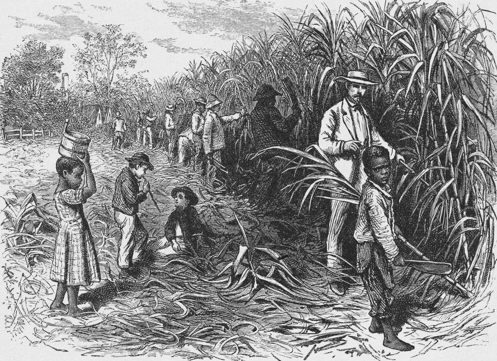 Detail of Workers Cutting Sugar Cane by Anonymous