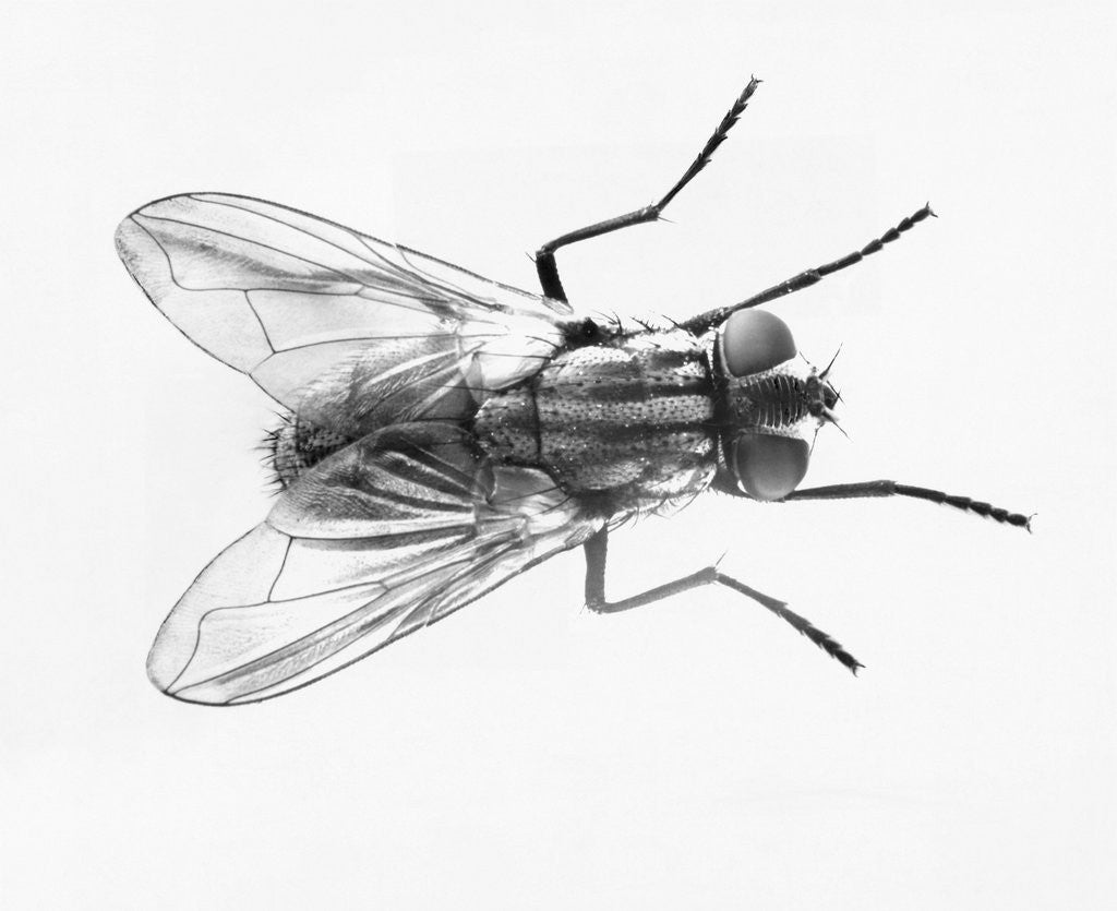 Detail of House Fly by Anonymous