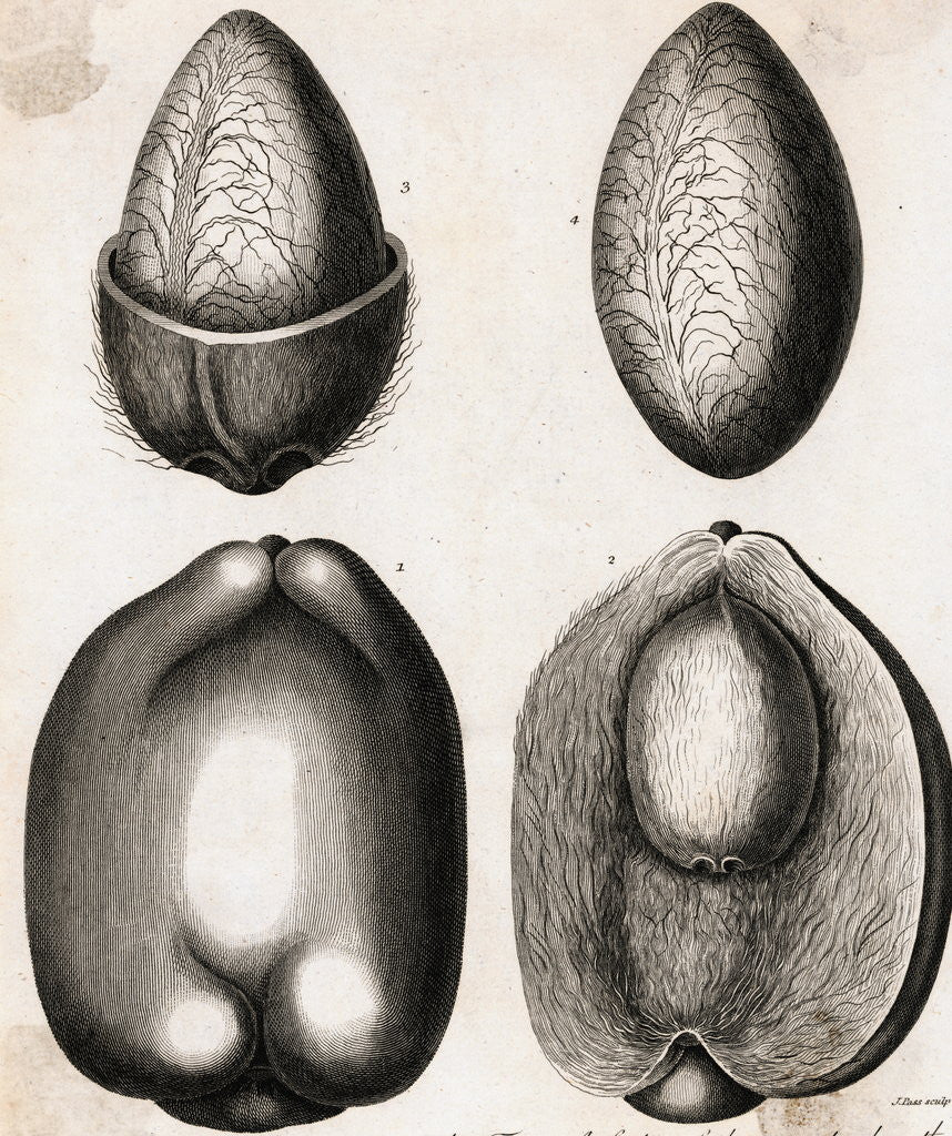 Detail of Engraving of Different Views of a Cocoa Fruit by Anonymous
