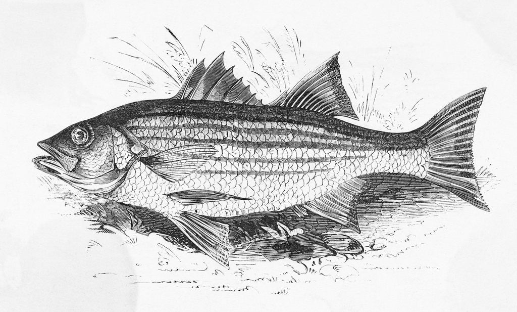 Detail of Drawing of Striped Bass by Anonymous