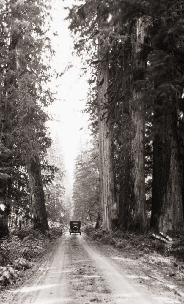 Detail of Lone Car on Forest Dirt Road by Anonymous